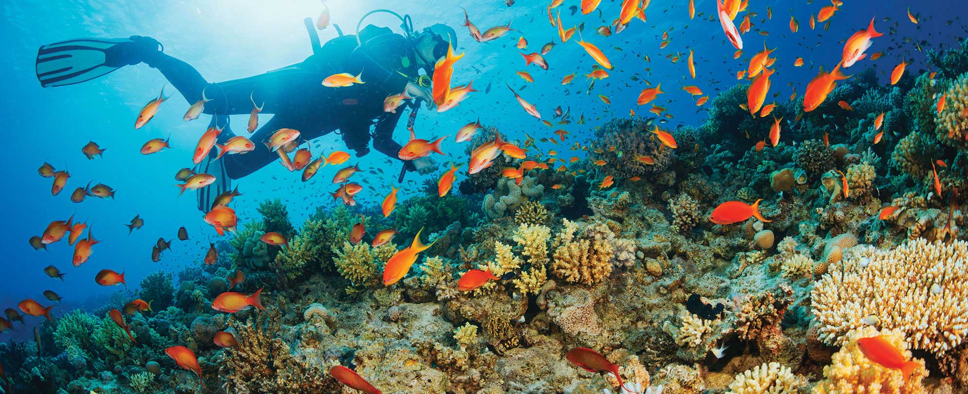 A man in scuba gear swims alongside a school of bright orange fish over a coral reef in Biscayne National Park in Florida